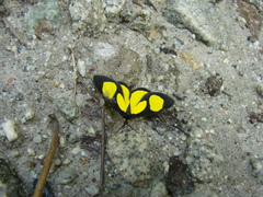 Cyllopodini
