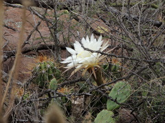 Trichocereus candicans