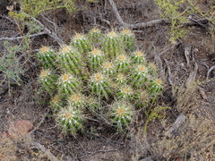 Trichocereus candicans