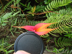 Masdevallia veitchiana