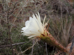 Trichocereus candicans