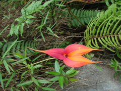 Masdevallia veitchiana