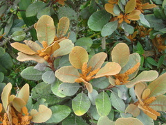 Clethra