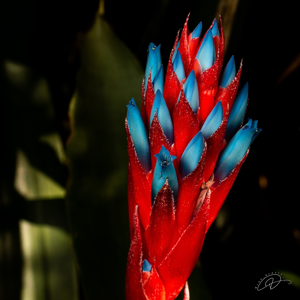 Quesnelia lateralis