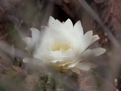 Trichocereus candicans