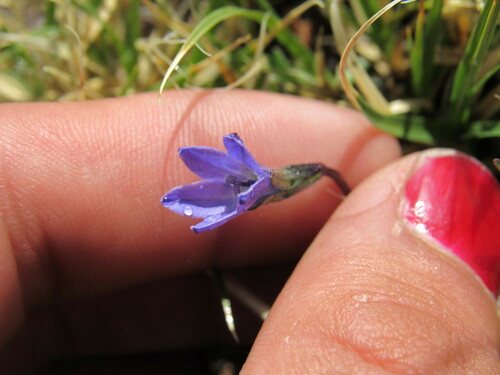 Image of Campanula uniflora by (c) Anders Hastings, some rights reserved (CC BY)