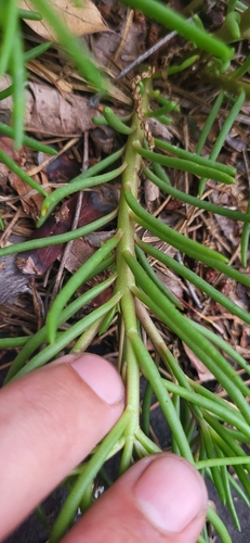 Image of Phemeranthus mengesii by (c) Jeff Wilson, some rights reserved (CC BY)