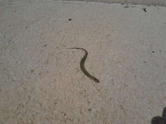 Chalcides striatus
