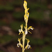 Corallorhiza mertensiana albolabia - Photo (c) Nicholas Wei, some rights reserved (CC BY-SA), uploaded by Nicholas Wei