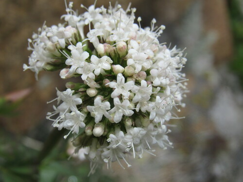 Image of Valeriana acutiloba by (c) Anders Hastings, some rights reserved (CC BY)