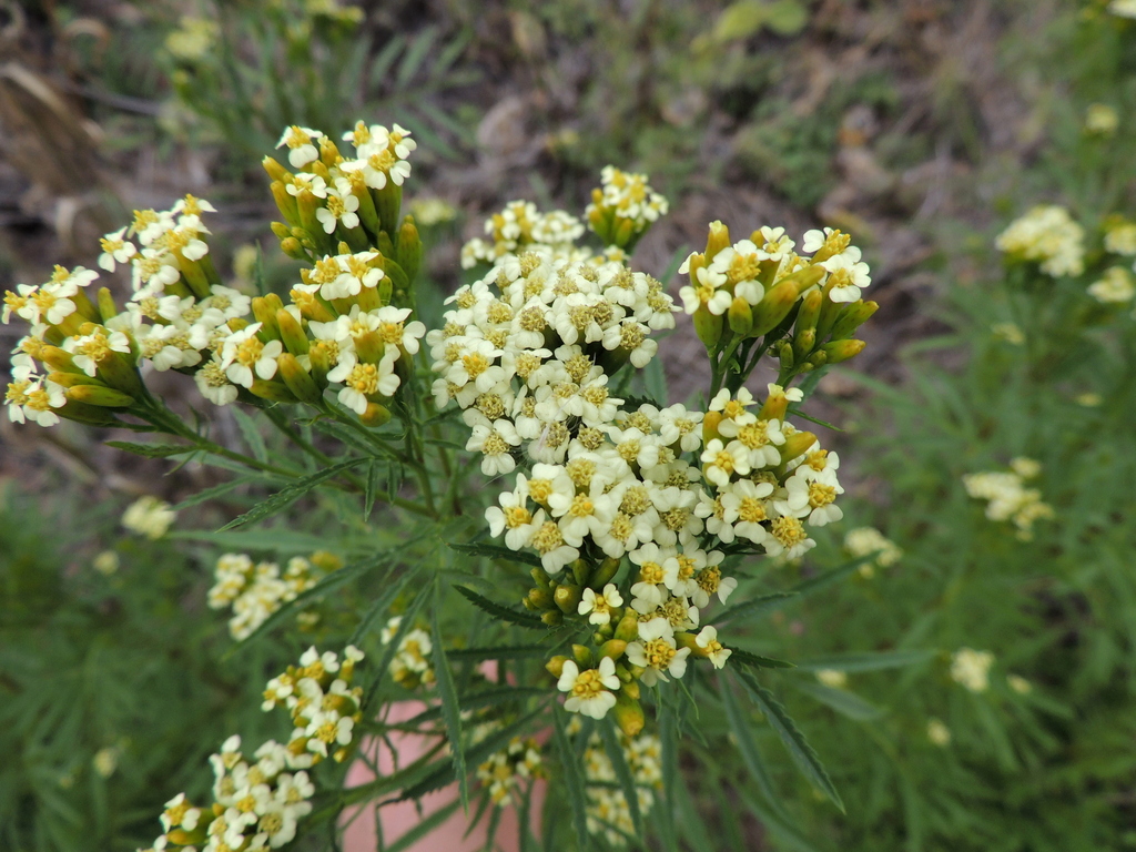Marigolds