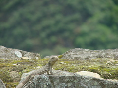 Stenocercus crassicaudatus