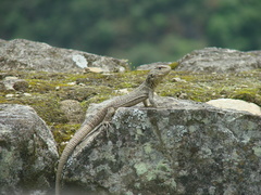Stenocercus crassicaudatus