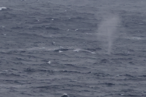 Blue whale