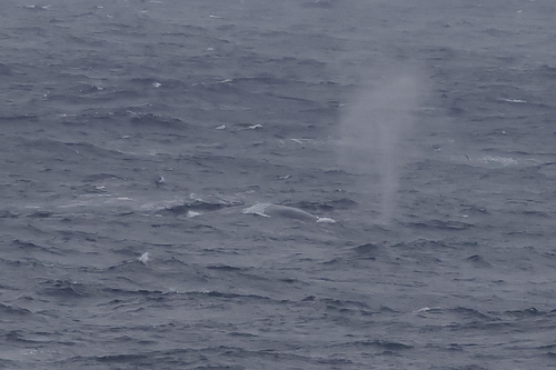 Blue whale