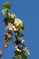 Ribes ciliatum