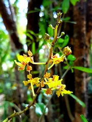 Trichocentrum cebolleta