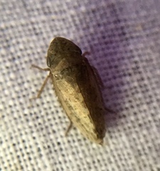 Aphrodinae