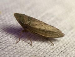 Aphrodinae