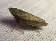Aphrodinae