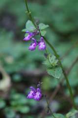 Salvia carnea