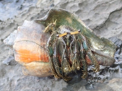 Clibanarius longitarsus