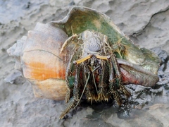 Clibanarius longitarsus