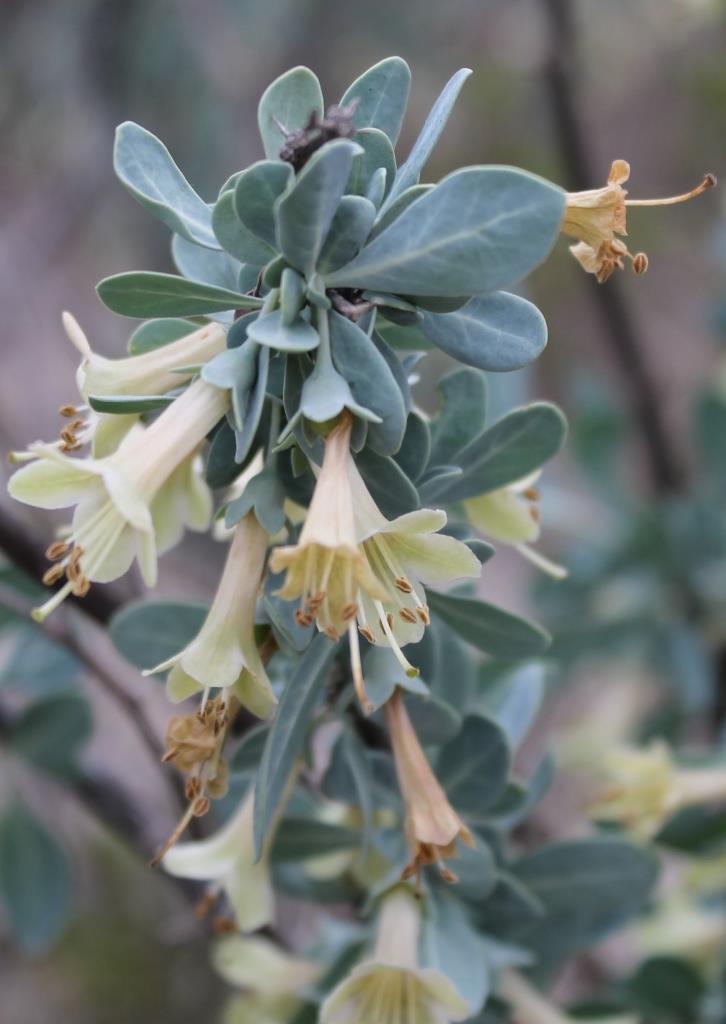 Lycium pallidum