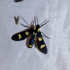 Phoenicoprocta hampsonii