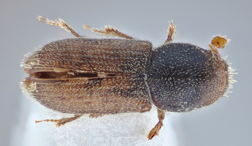 Crypturgus subcribrosus