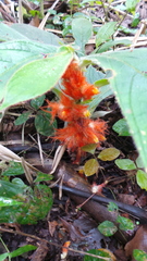 Columnea purpurata