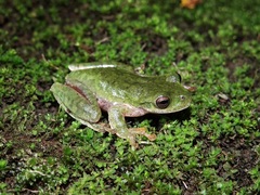 Pine Forest Stream Frog photo 3