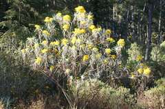 Senecio cinerarioides