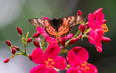 Acraea zetes