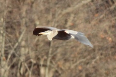 Ardea herodias herodias