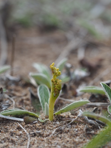 Image of Botrychium ascendens by no rights reserved
