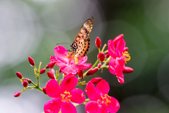 Acraea zetes