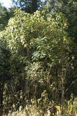 Verbesina oncophora