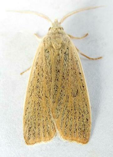 Pale Palpidia photo 3