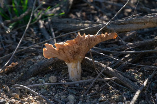 iNaturalist observation photo of Mushrooms, Bracket Fungi, Puffballs, and Allies