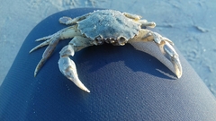 Liocarcinus