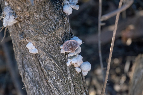 iNaturalist observation photo of splitgill mushroom