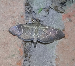 Pilocrocis