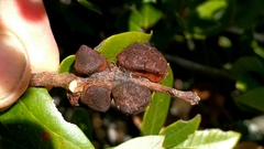 Disholandricus chrysolepidis