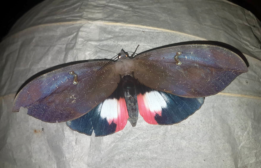 Phyllodes