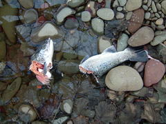 Salmo salar