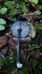 Entoloma serrulatum