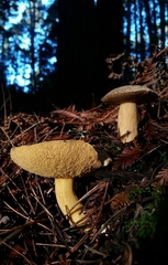 Suillus fuscotomentosus