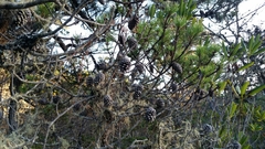 Pinus contorta bolanderi