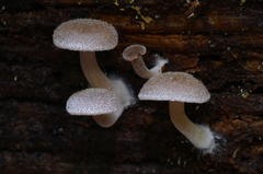 Trichocybe